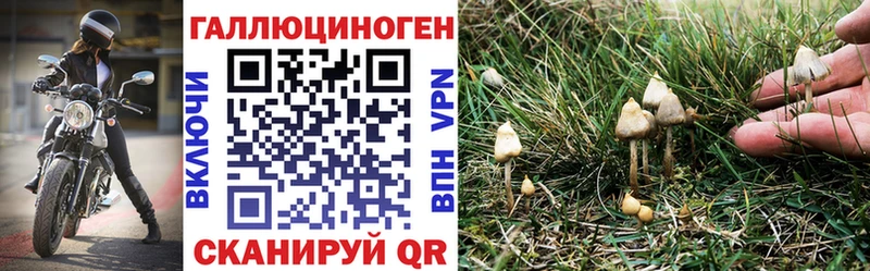 omg как войти  цены   Нестеров  Псилоцибиновые грибы Cubensis 